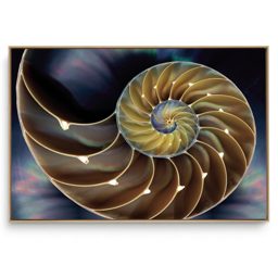 Quadro Decorativo Abstrato Concha