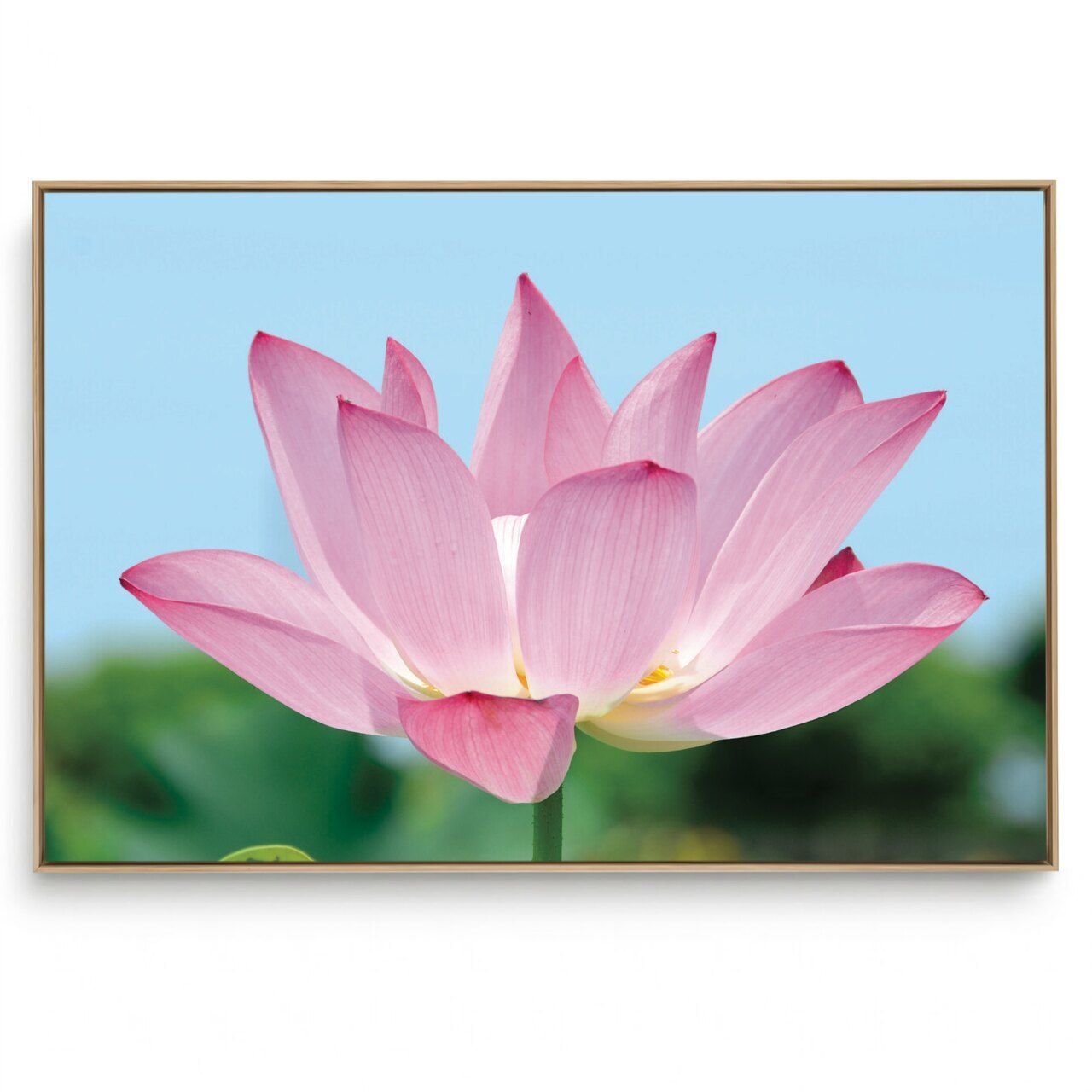 Quadro Decorativo Floral  Lótus III