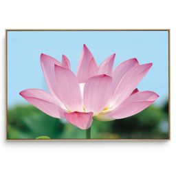 Quadro Decorativo Floral Lótus III