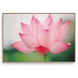 Quadro Decorativo Oriental Lótus Rosa