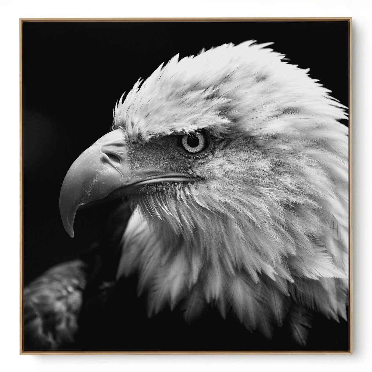 Quadro Decorativo Águia II