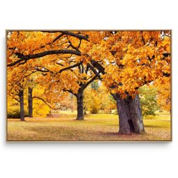 Quadro Decorativo Árvore H 4