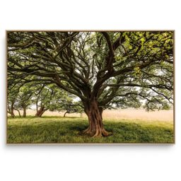 Quadro Decorativo Árvore H 6