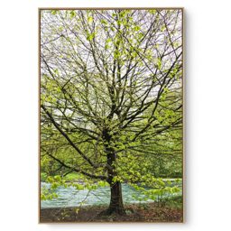 Quadro Decorativo Árvore V 3