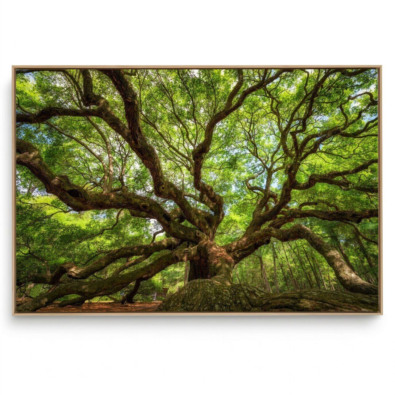 Quadro Decorativo Árvore Frondosa 
