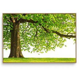 Quadro Decorativo Árvore H 1