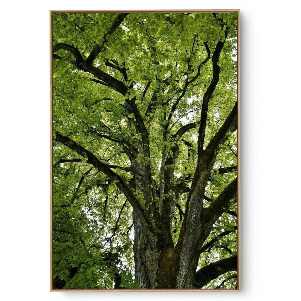 Quadro Decorativo Árvore V5
