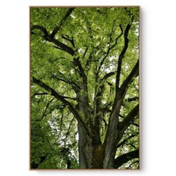 Quadro Decorativo Árvore V5