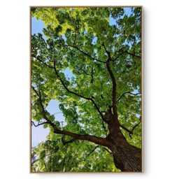 Quadro Decorativo Árvore V6