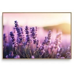 Quadro Decorativo Campo de Lavanda