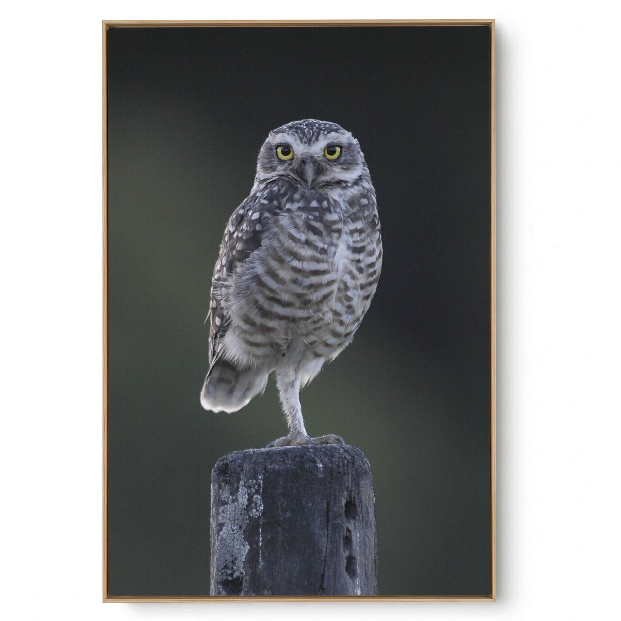 Quadro Decorativo Coruja III