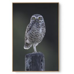 Quadro Decorativo Coruja III