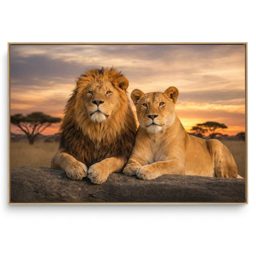 Quadro Decorativo Casal Leão I