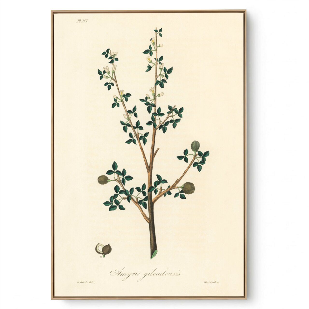 Quadro Decorativo Cozinha Aroma I
