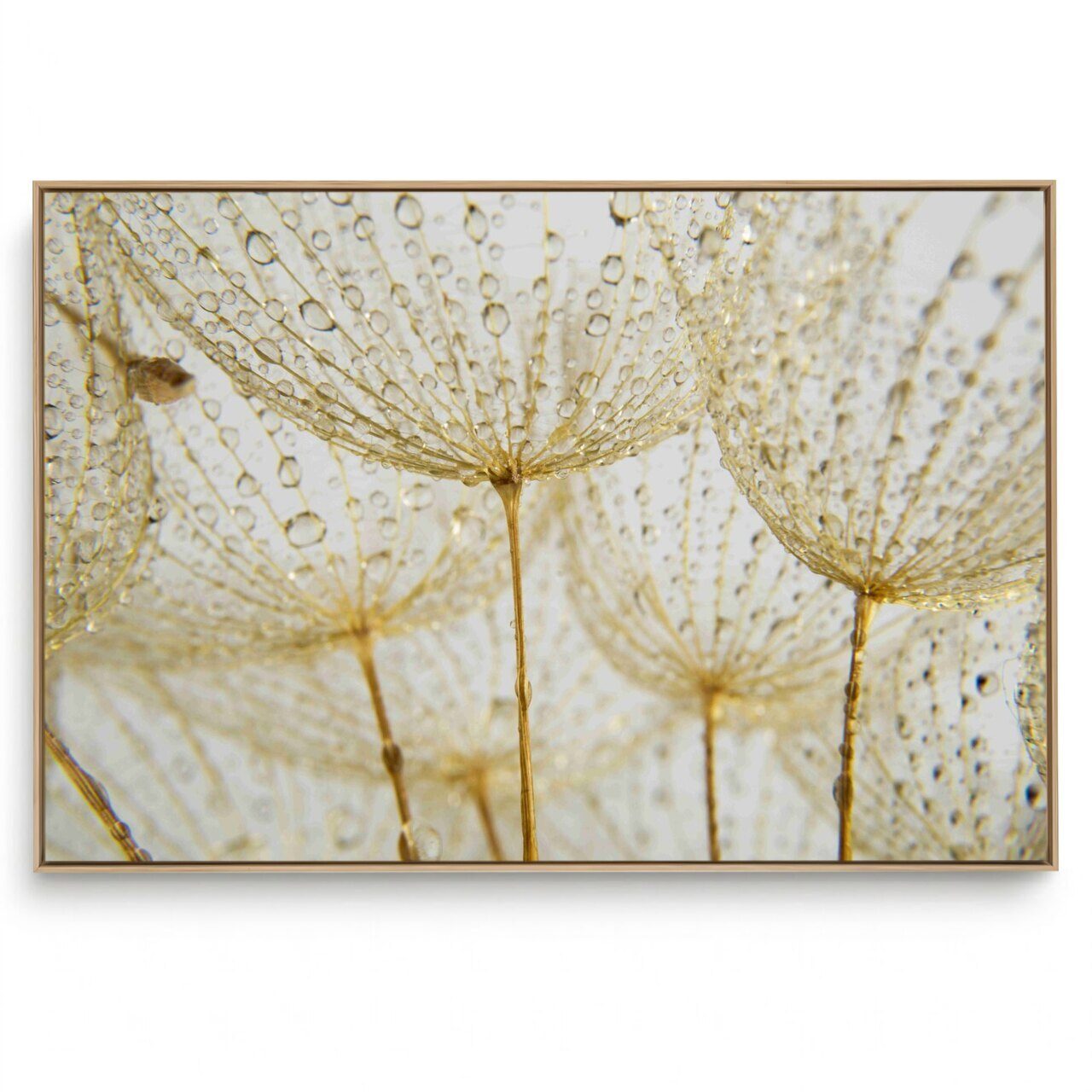 Quadro Decorativo Dente de Leão XVI