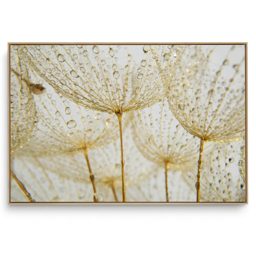 Quadro Decorativo Dente de Leão XVI