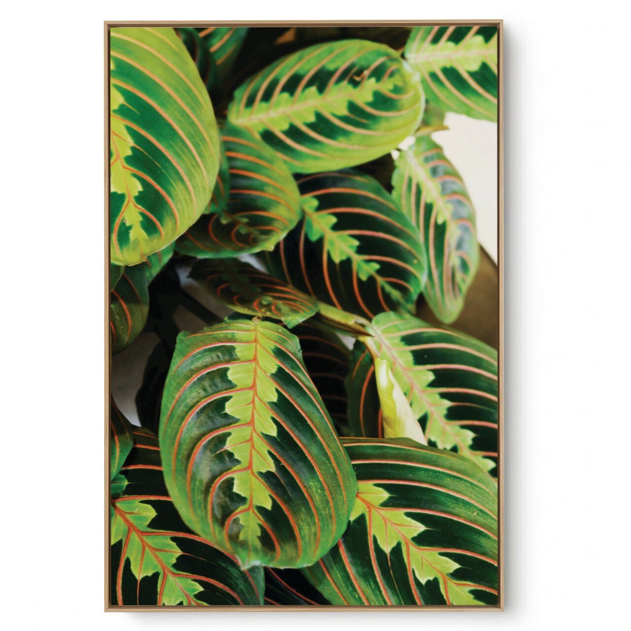 Quadro Decorativo Folhagem Natural Close