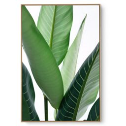 Quadro Decorativo Folhagem Natural Close IV