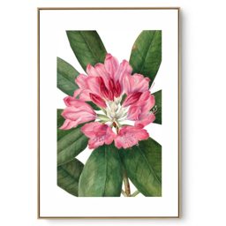 Quadro Decorativo Flores Brasileiras IV