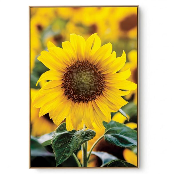 Quadro Decorativo Girassol