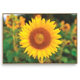 Quadro Decorativo Girassol Único I