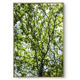 Quadro Decorativo Galhos e Folhas