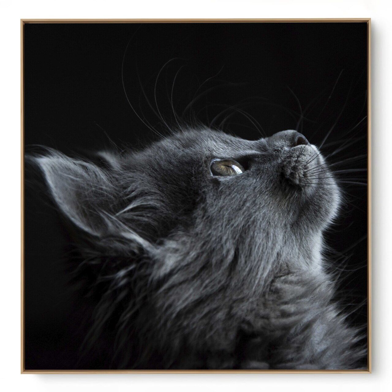 Quadro Decorativo Gato Cinza