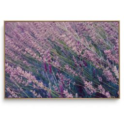 Quadro Decorativo Lavanda