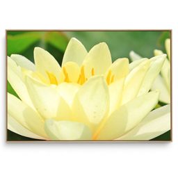 Quadro Decorativo Lótus Iv