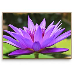 Quadro Decorativo Lótus XV