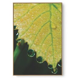 Quadro Decorativo Orvalho I