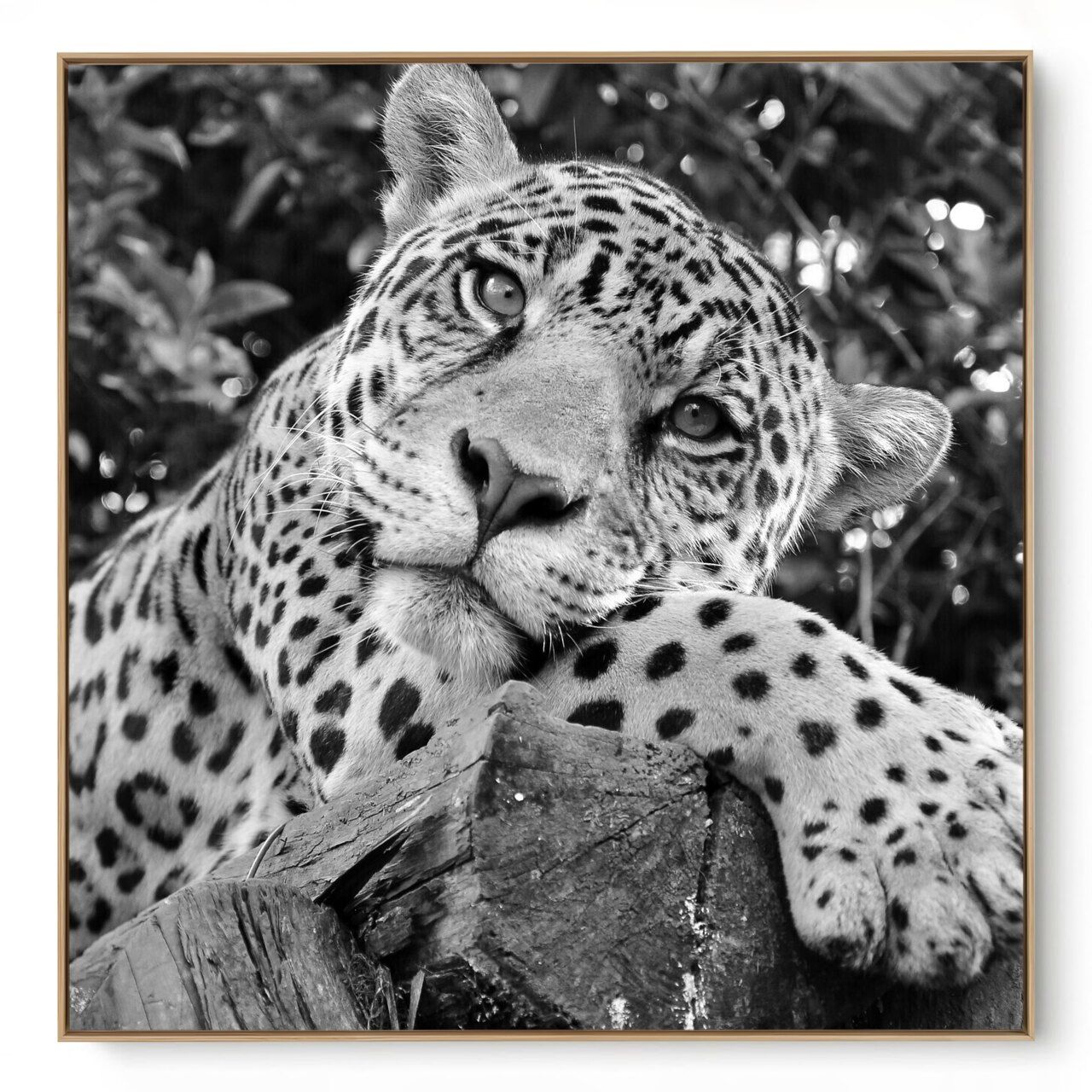 Quadro Decorativo Onça II
