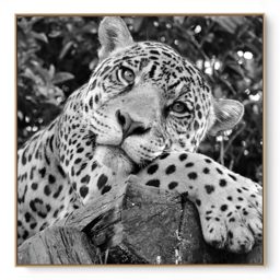 Quadro Decorativo Onça II