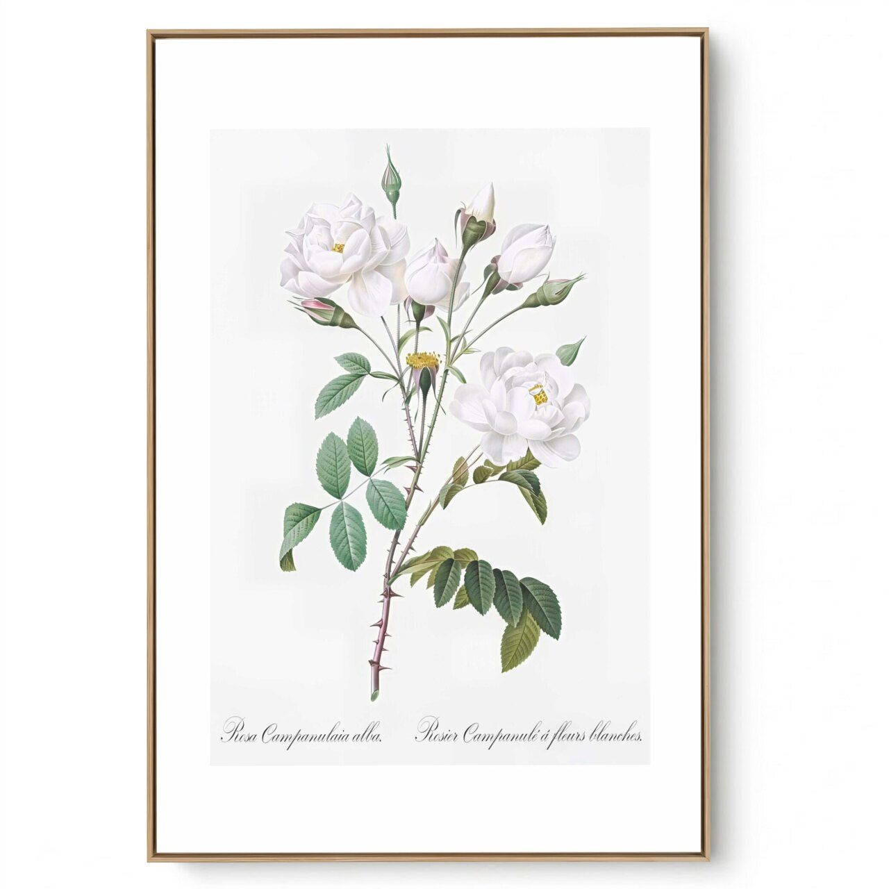 Quadro Decorativo Serie Rosas Vintage I