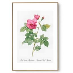 Quadro Decorativo Serie Rosas Vintage II