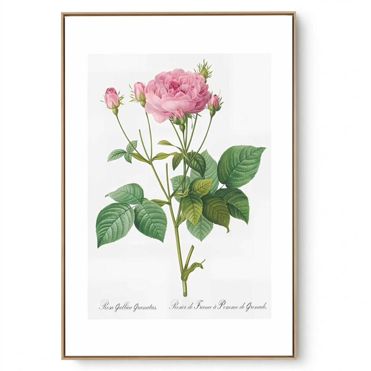 Quadro Decorativo Serie Rosas Vintage III