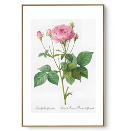Quadro Decorativo Serie Rosas Vintage III