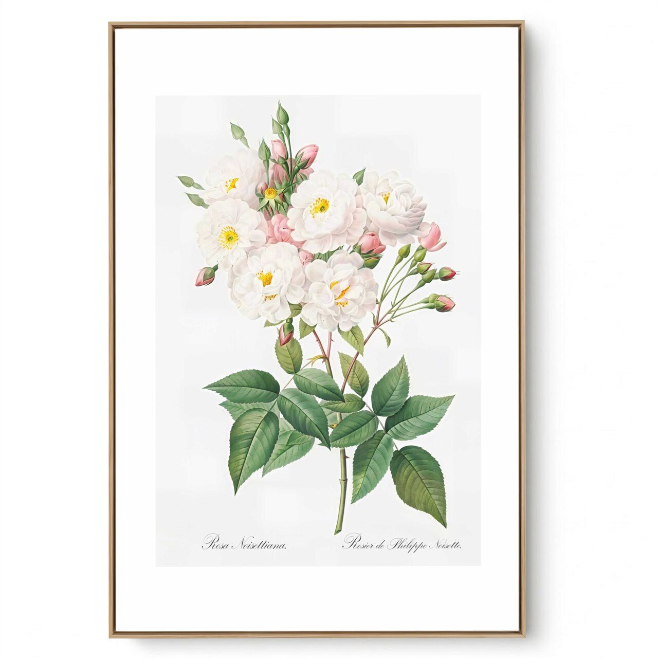 Quadro Decorativo Rosas Vintage IV