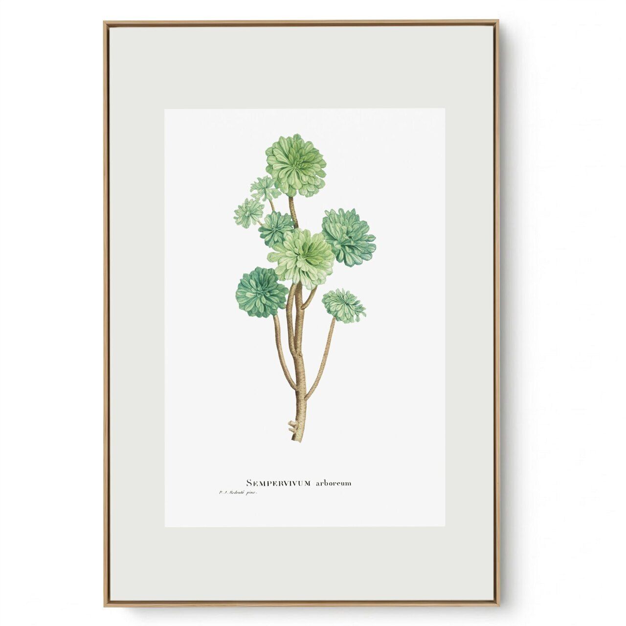 Quadro Decorativo Sempre Viva I