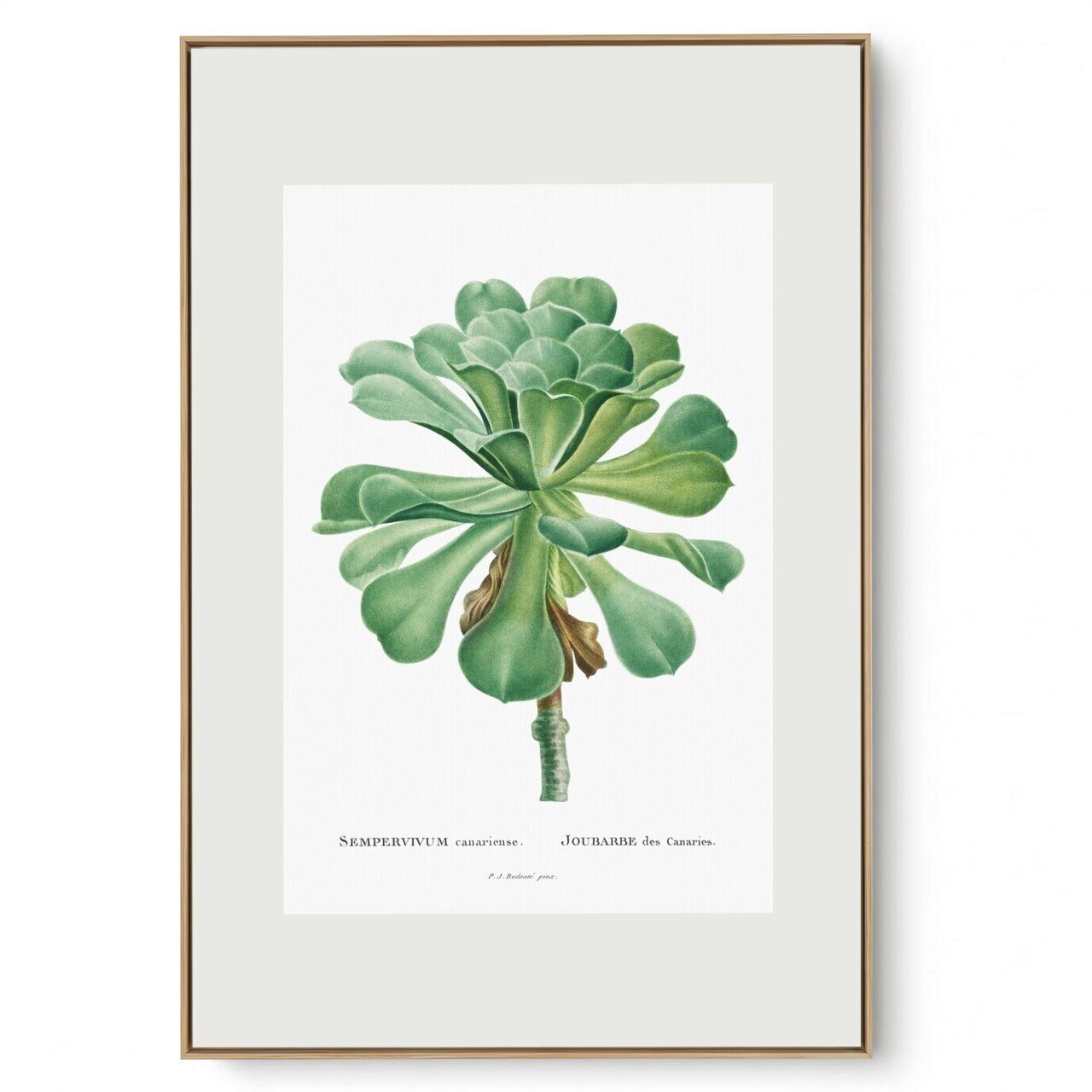 Quadro Decorativo Sempre Viva II