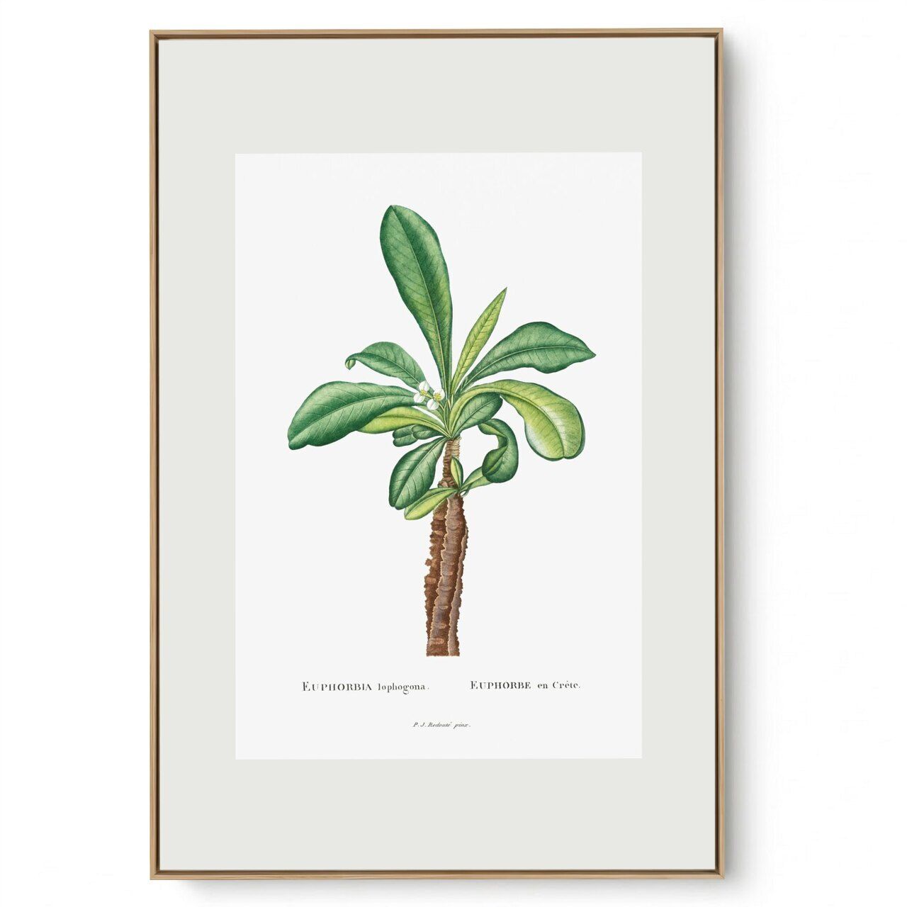 Quadro Decorativo Sempre Viva III