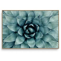 Quadro Decorativo Suculenta V