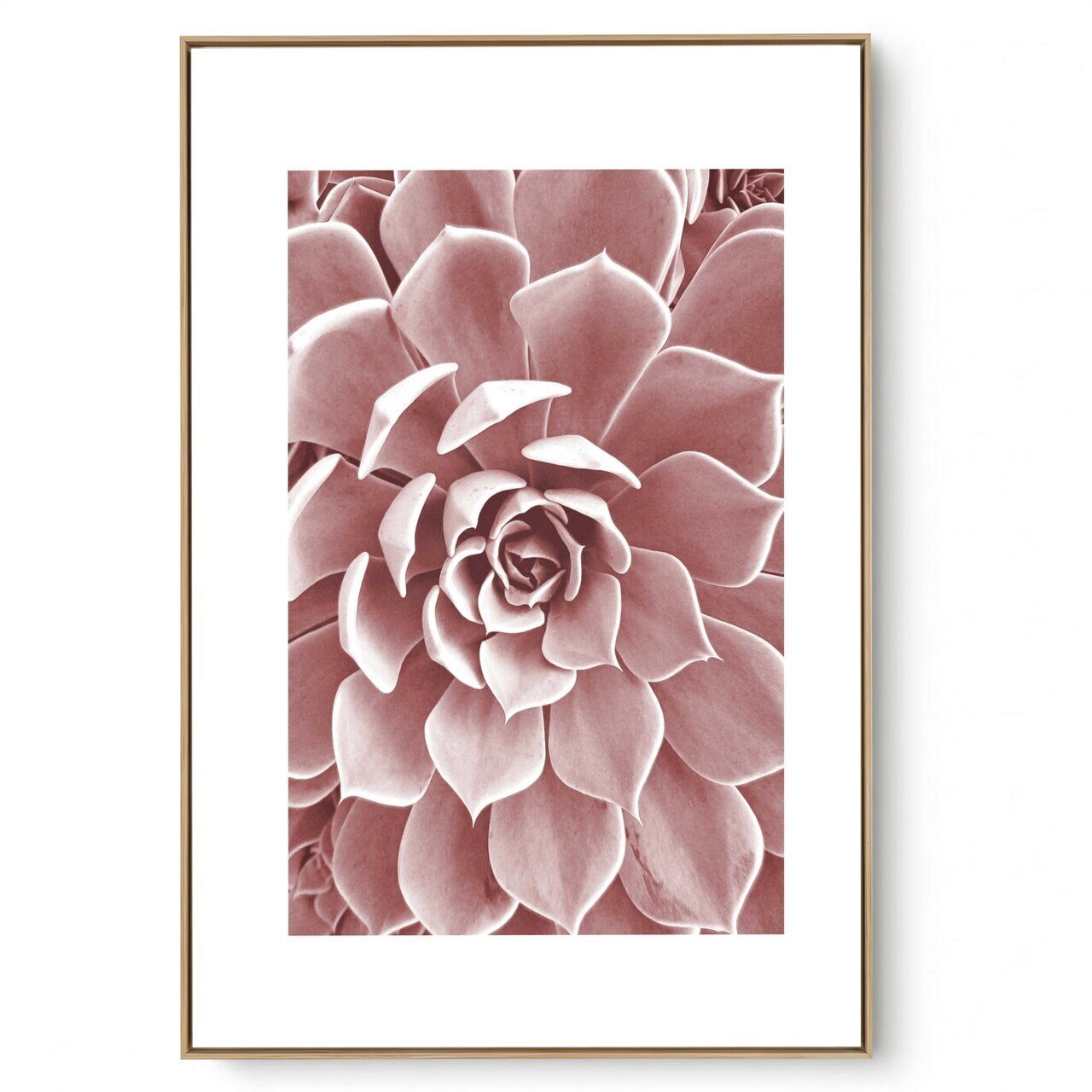 Quadro Decorativo Suculenta VI
