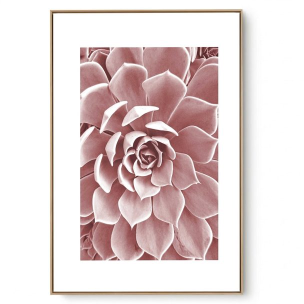 Quadro Decorativo Suculenta VI