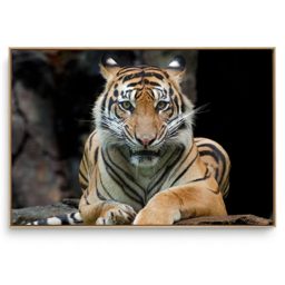 Quadro Decorativo Tigre V