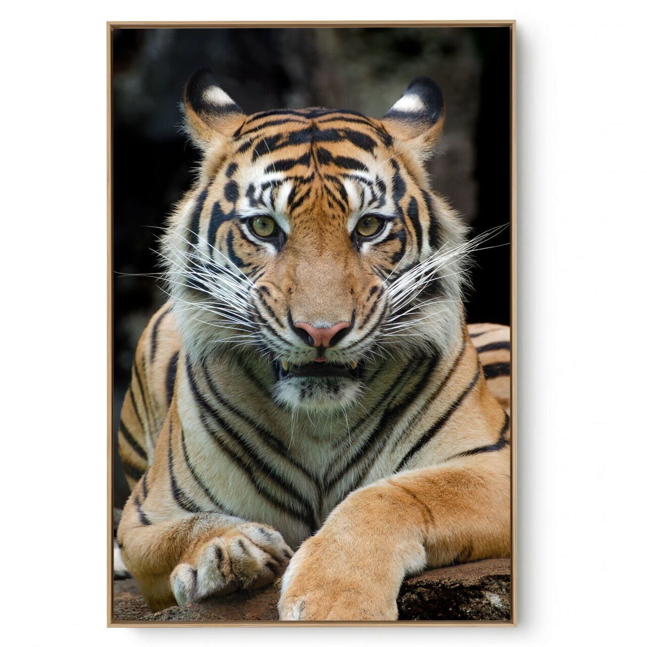 Quadro Decorativo Tigre VII