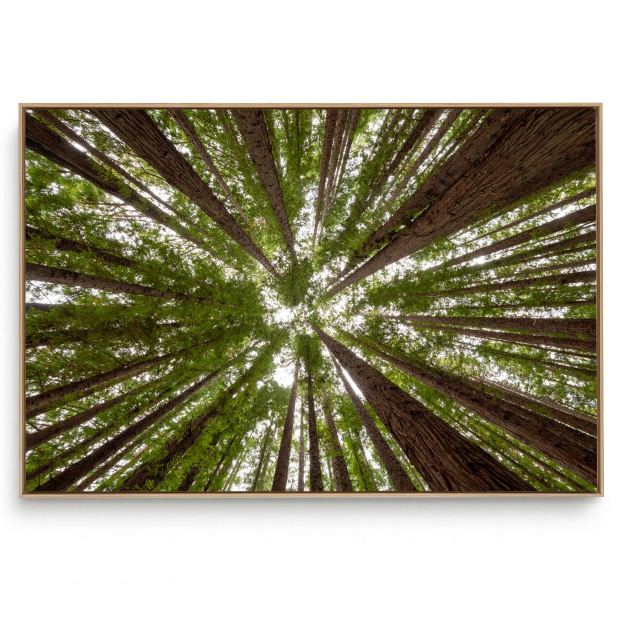 Quadro Decorativo Único Floresta II