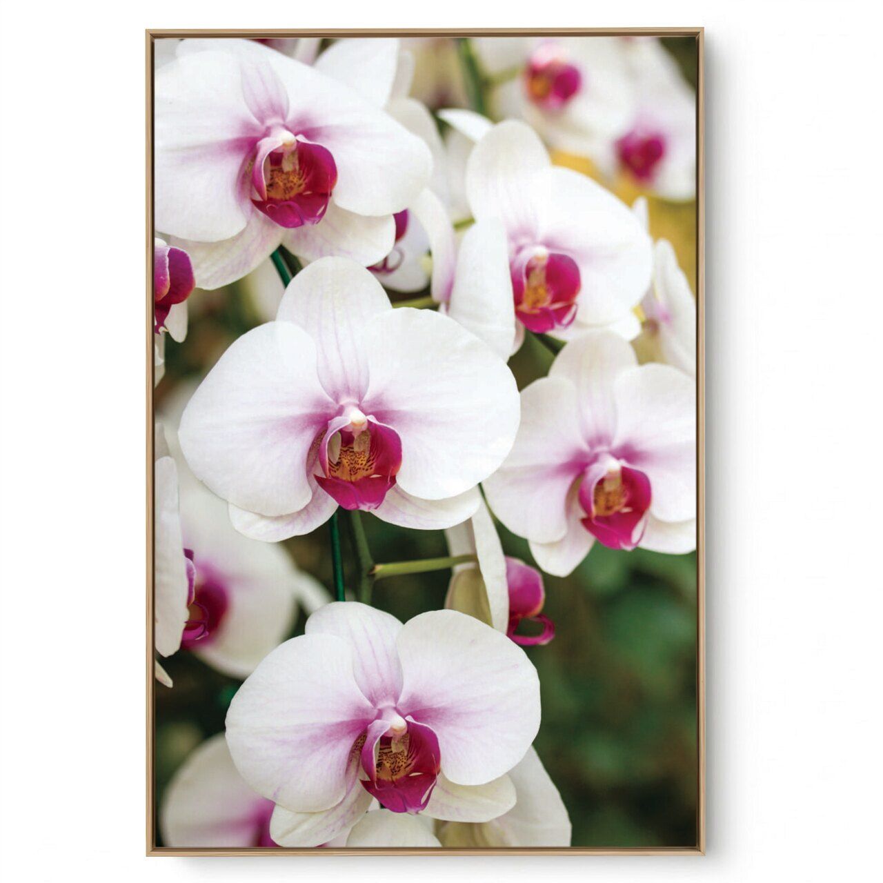 Quadro Decorativo Orquídea II