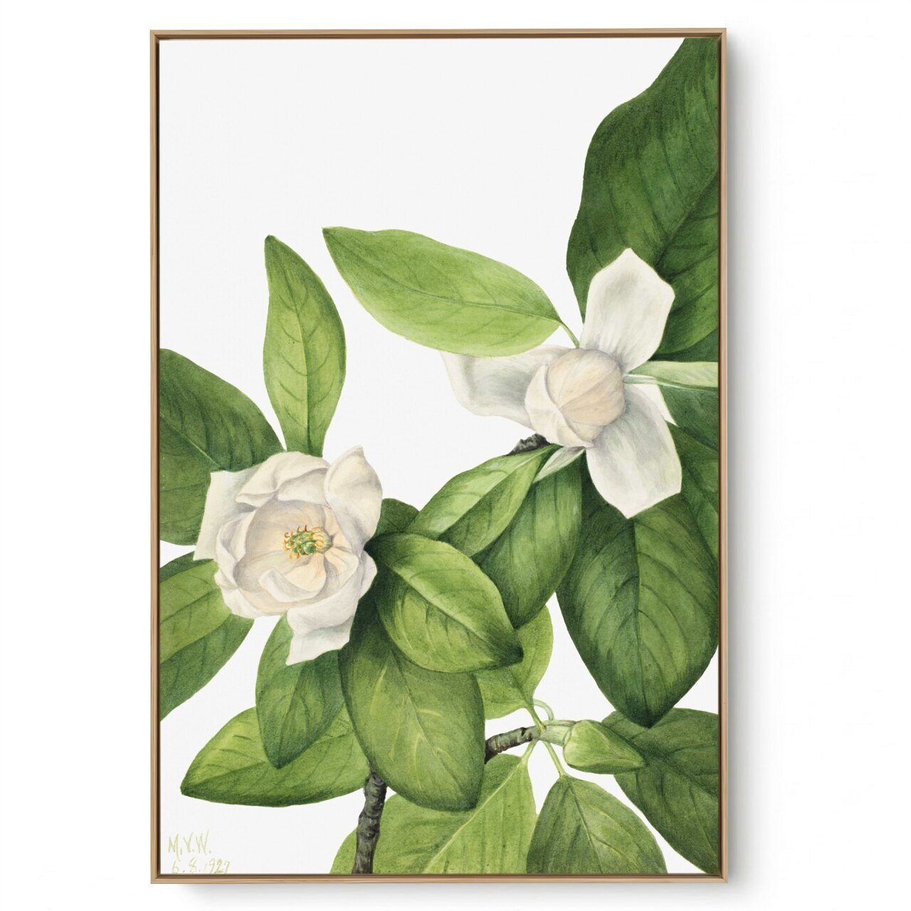 Quadro Decorativo Reprodução Pintores Mary Vaux - Magnolia 1927