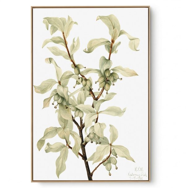 Quadro Decorativo Reprodução Pintores Mary Vaux - Silverberry 1922